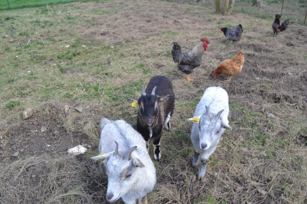 Ferme "Les Flaquettes" Bed & Breakfast Guînes Dış mekan fotoğraf